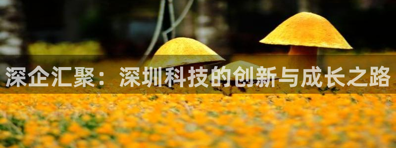 深企汇聚：深圳科技的创新与成长之路